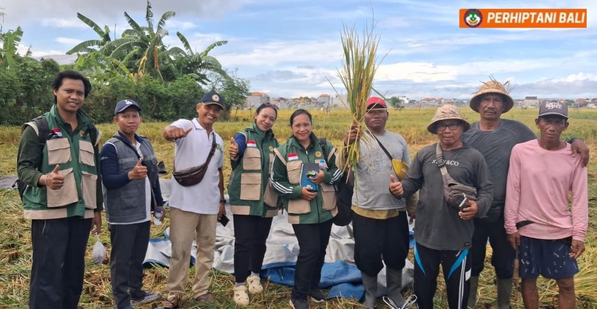 Subak Kerdung Tersenyum, Panen Tembus 11 Ton/Ha