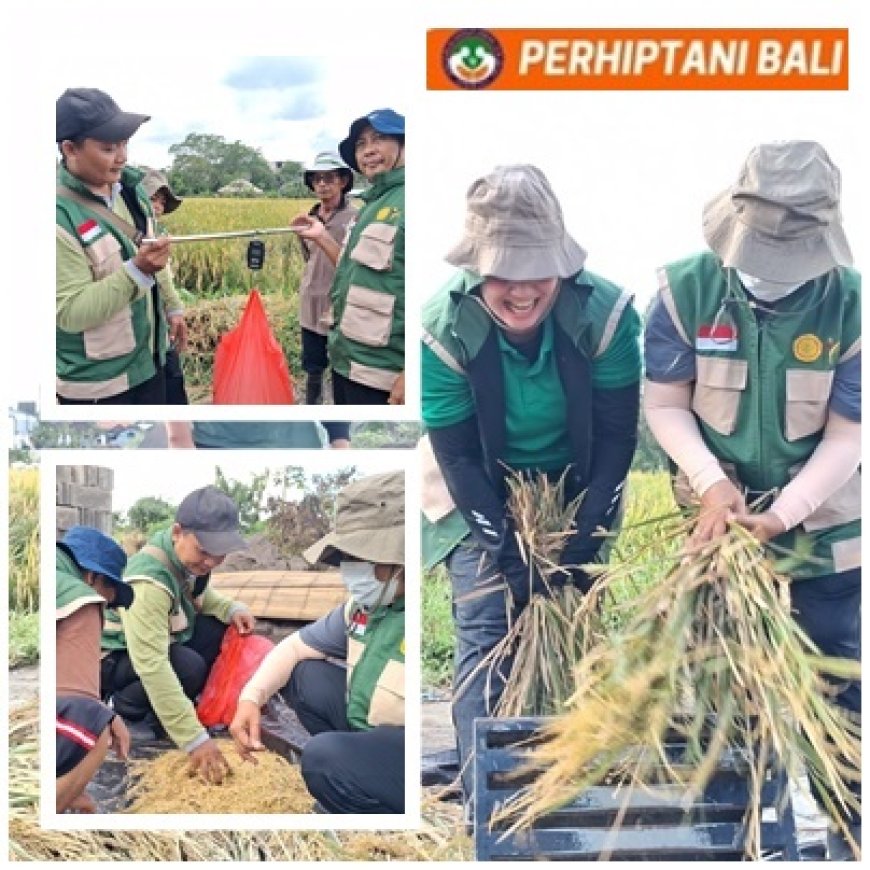 Tibubeneng Melejit 9,63 Ton/Ha
