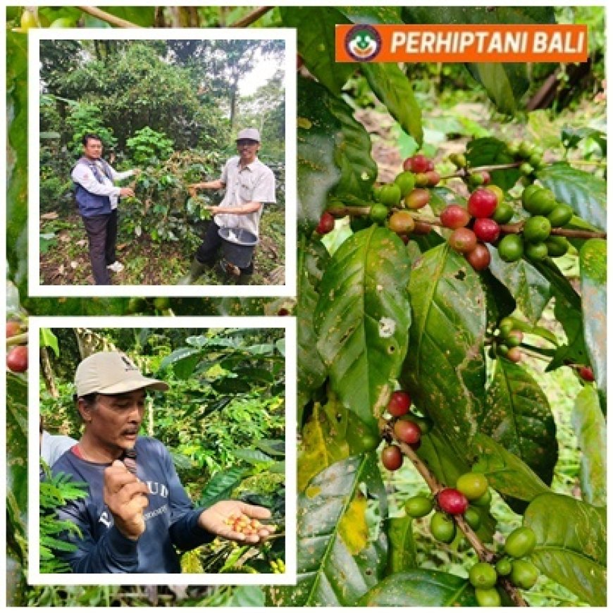 Kopi Wanagiri Naik Kelas, Teknologi dan Zero Waste Jadi Senjata