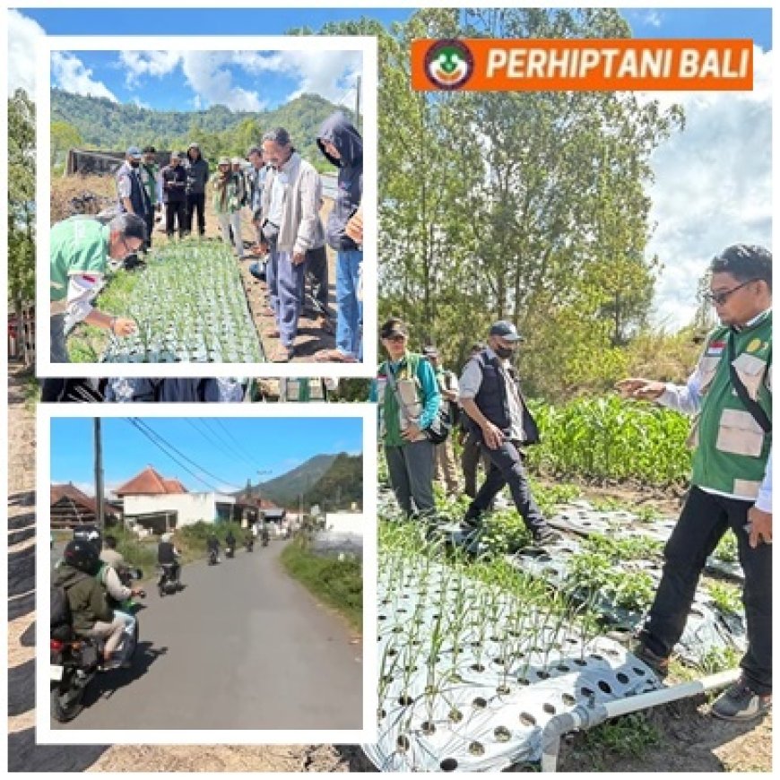 “Modal Nekat, Petani Kubu Belajar Bawang Putih ke Kintamani”