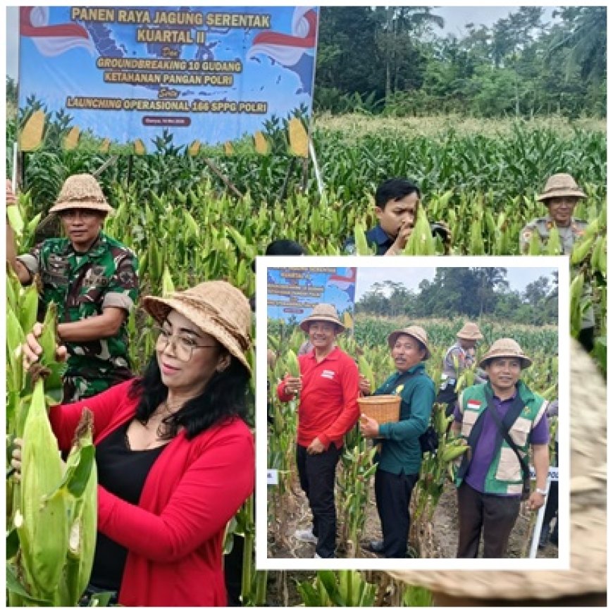 Jagung Subak Belong Tembus 11,2 Ton/Ha