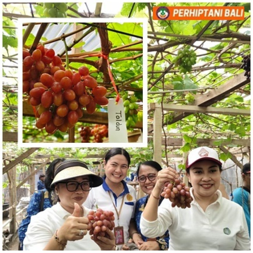 Panen Anggur di Tengah Kota, Denpasar Dorong Urban Farming