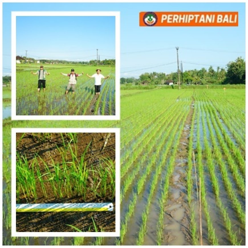 Baru Diuji, Arkansas Sudah Menular ke Petani