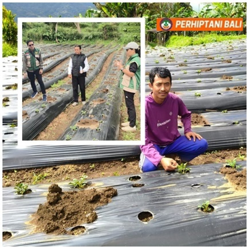 Penyuluh Kawal Petani Muda, Kentang Kian Berkembang