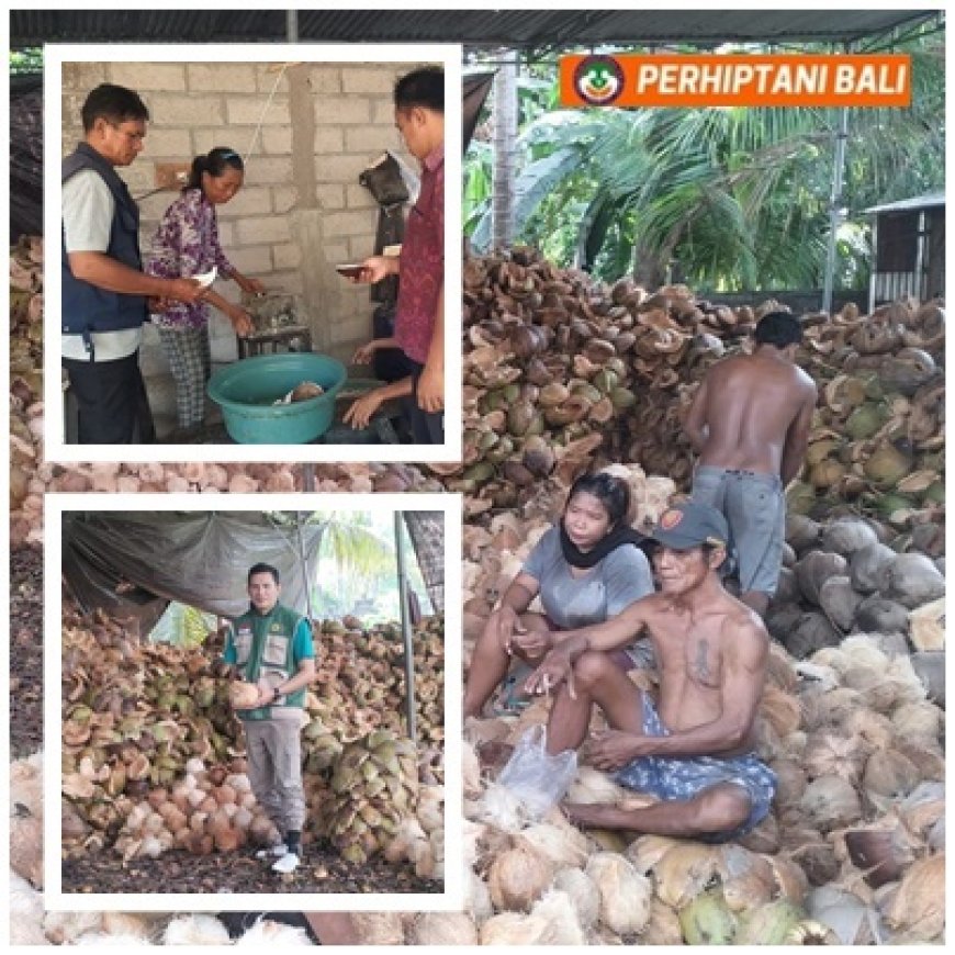 Kelapa Pacung Naik Kelas, VCO Jadi Mesin Ekonomi Desa