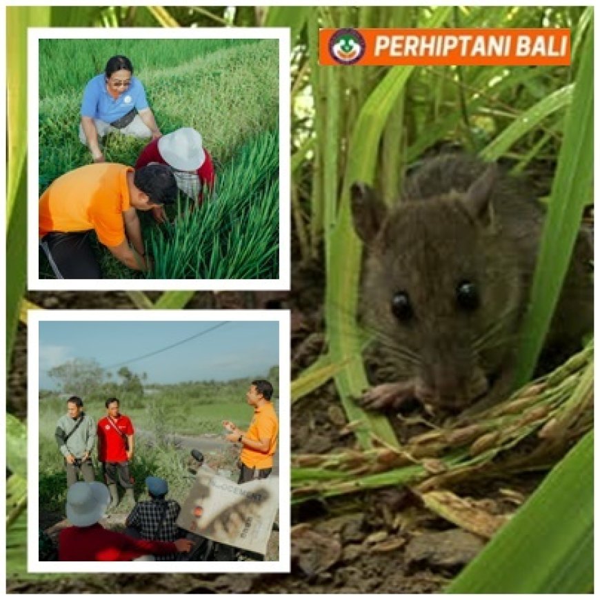 PPL–Petani Kepung Hama Tikus di Subak Akah