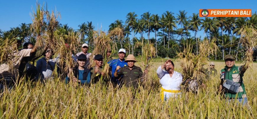 Jaga Cicih Gondrong, Bali Lahirkan Sri Sedana