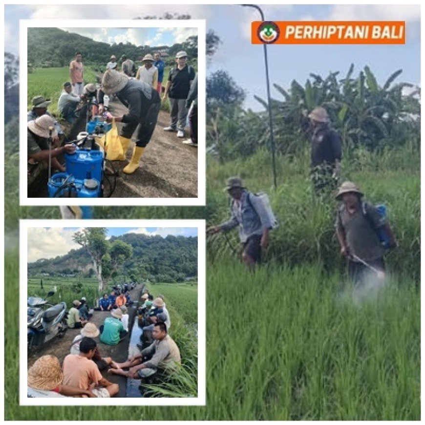 Tak Tunggu Meluas, PPL dan Petani Serentak Kepung Penggerek Batang