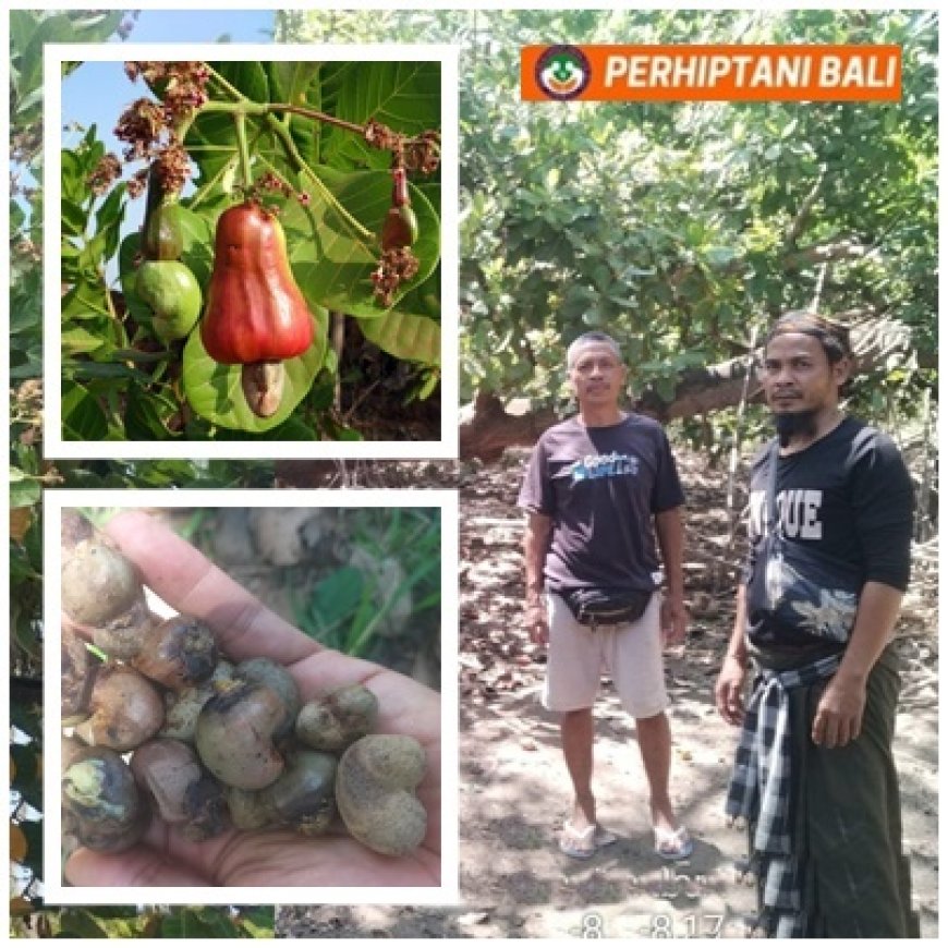 Mete Buleleng Menjanjikan, Hama dan Hilirisasi Jadi PR
