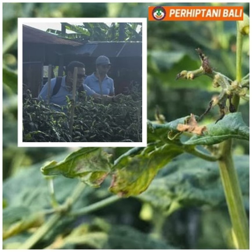 Petani Lapor, SIGAP TANI Langsung Meluncur