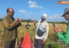 Capai 6,56 Ton, Sawah Penarungan Tetap Produktif