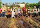 Suarta: Dari Subak Langge, Tanam Cabai demi Pangan Gianyar Aman
