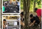 Trichokompos, Senjata Baru Lawan Jamur Akar Putih