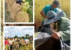 Jejak Penyuluh di Balik Panen Padi Mansur