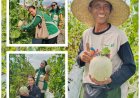 Melon Berbuah Manis, Petani Sidakarya Kantongi Untung Jutaan