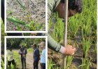 "Kreativitas Penyuluh, Bentengi Sawah dari OPT"