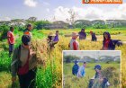 Penyuluh Kawal Petani Gelgel Tuai Hasil Gemilang
