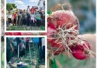 Penyuluh Tanam Inovasi, Petani Petik Hasil