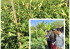 "Cabai Terpuruk, Penyuluh Bangkitkan Harapan"