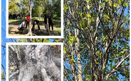 "Cengkeh Menguning dan Mati, SIGAP TANI Ungkap Biang Keladinya”