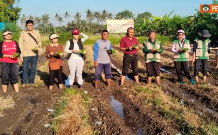 Suarta: Dari Subak Langge, Tanam Cabai demi Pangan Gianyar Aman
