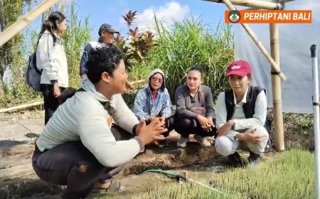 Ditipu Bibit Palsu, Dek Mbot Bangkit lewat TSS
