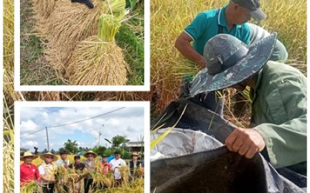 Jejak Penyuluh di Balik Panen Padi Mansur