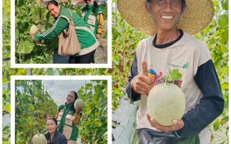 Melon Berbuah Manis, Petani Sidakarya Kantongi Untung Jutaan