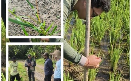 "Kreativitas Penyuluh, Bentengi Sawah dari OPT"