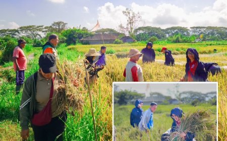 Penyuluh Kawal Petani Gelgel Tuai Hasil Gemilang