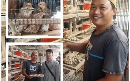 "Di Balik Omzet Jutaan Puyuh Ambengan, Ada Penyuluh"
