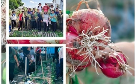 Penyuluh Tanam Inovasi, Petani Petik Hasil