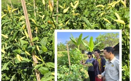 "Cabai Terpuruk, Penyuluh Bangkitkan Harapan"