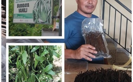 Penyuluh Perkuat P4S, Vanili Ambengan Naik Kelas