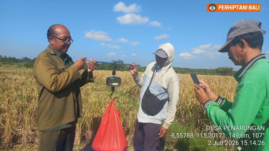 Capai 6,56 Ton, Sawah Penarungan Tetap Produktif