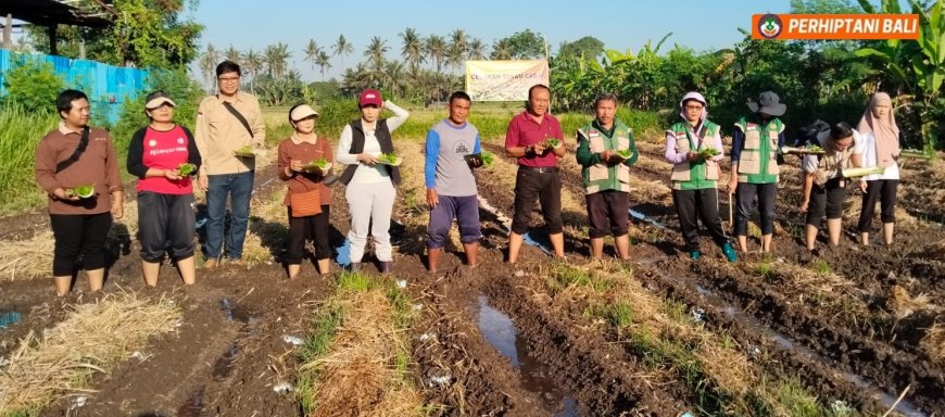 Suarta: Dari Subak Langge, Tanam Cabai demi Pangan Gianyar Aman