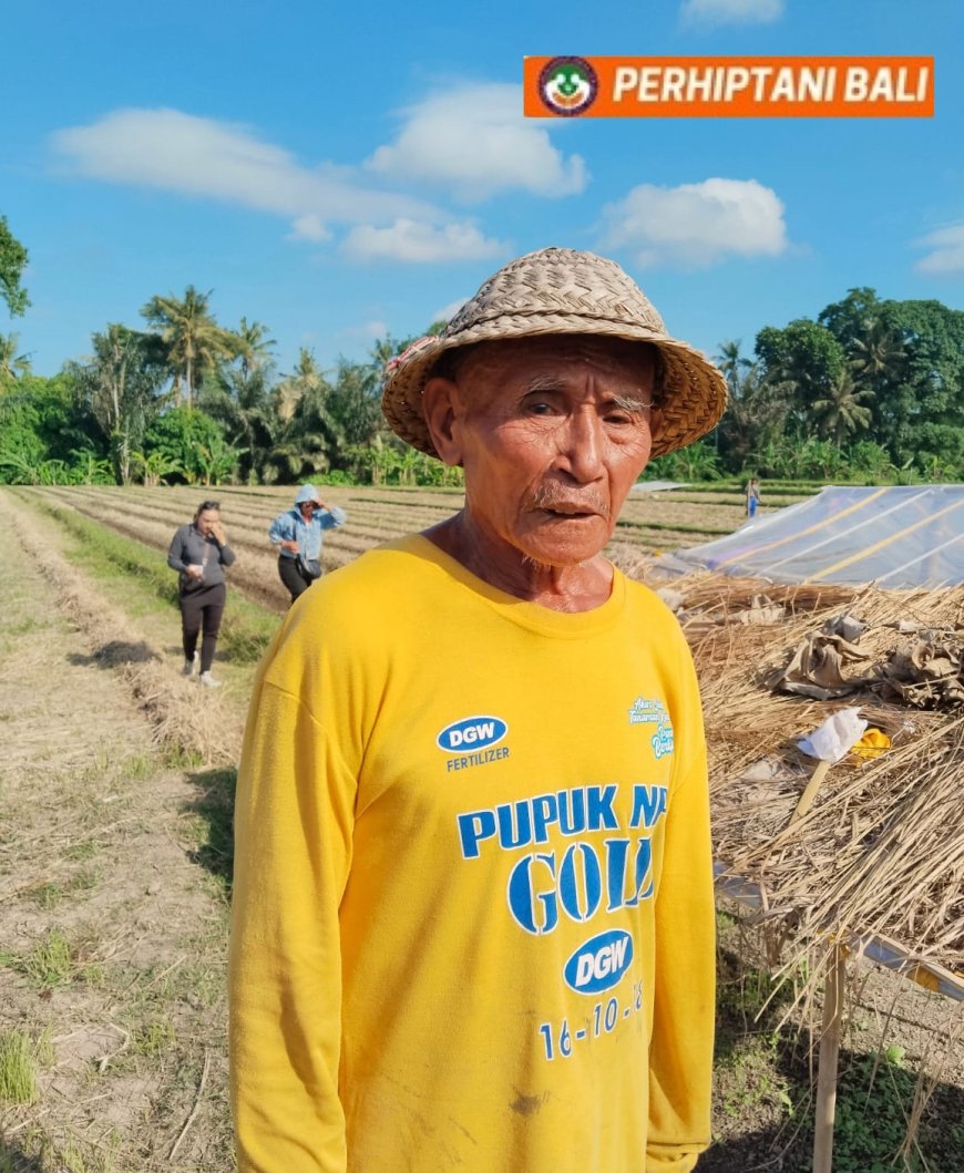 Melawan Usia dan Cuaca, Pekak Ketut Jaga Denyut Pangan Bali