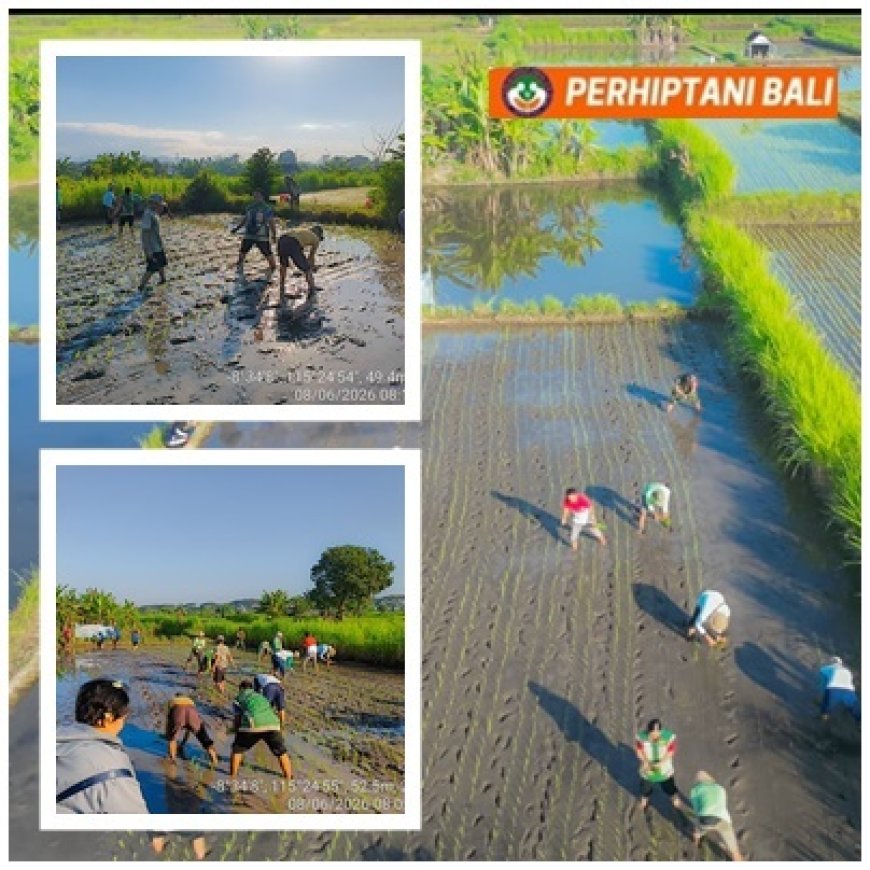 Tanam Inpari 32, Penyuluh Dorong Jajar Legowo