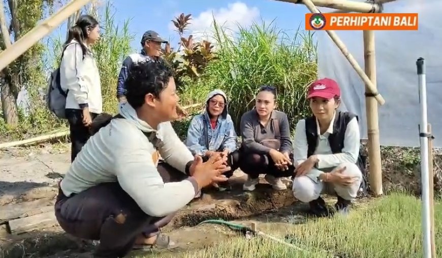 Ditipu Bibit Palsu, Dek Mbot Bangkit lewat TSS