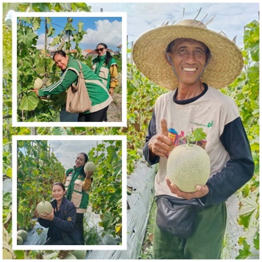 Melon Berbuah Manis, Petani Sidakarya Kantongi Untung Jutaan
