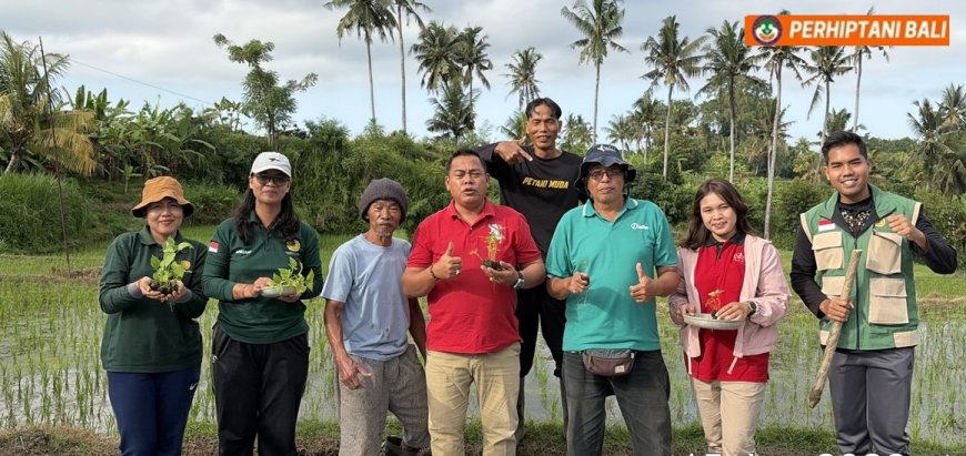 Penyuluh Jadi Motor, Poktan Sami Asih Tanam Cabe Organik