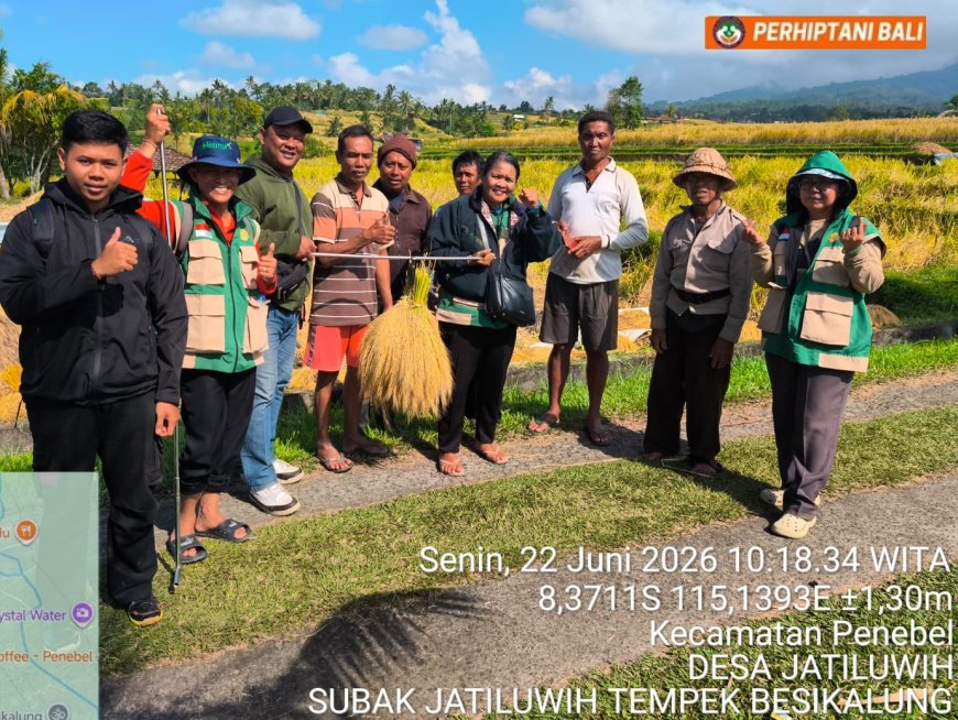 Sehari Usai Dipaparkan di Penas KTNA, Panen Jatiluwih Naik 0,35 Ton