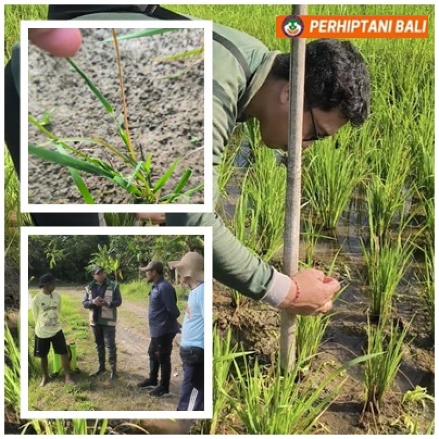 "Kreativitas Penyuluh, Bentengi Sawah dari OPT"