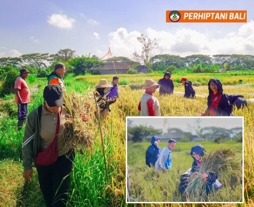 Penyuluh Kawal Petani Gelgel Tuai Hasil Gemilang