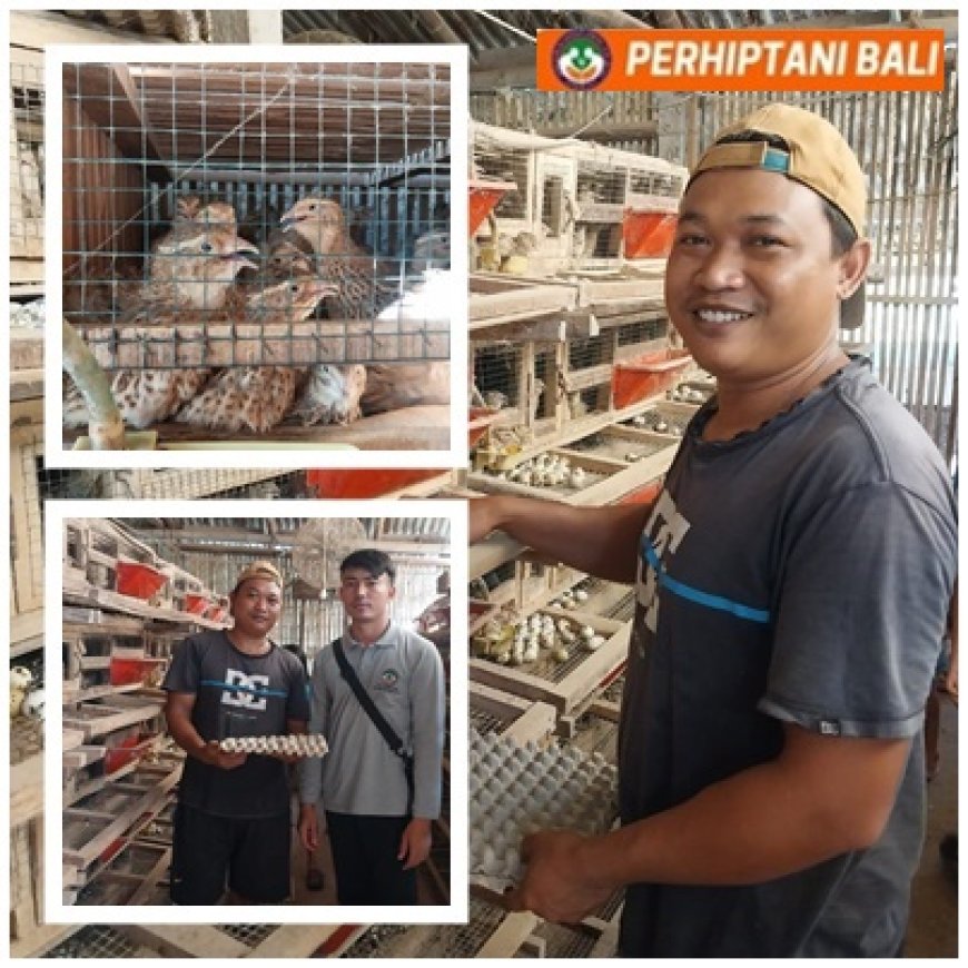 "Di Balik Omzet Jutaan Puyuh Ambengan, Ada Penyuluh"