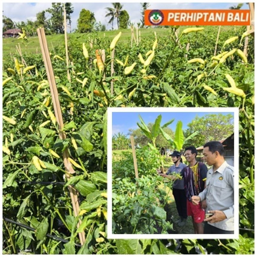"Cabai Terpuruk, Penyuluh Bangkitkan Harapan"