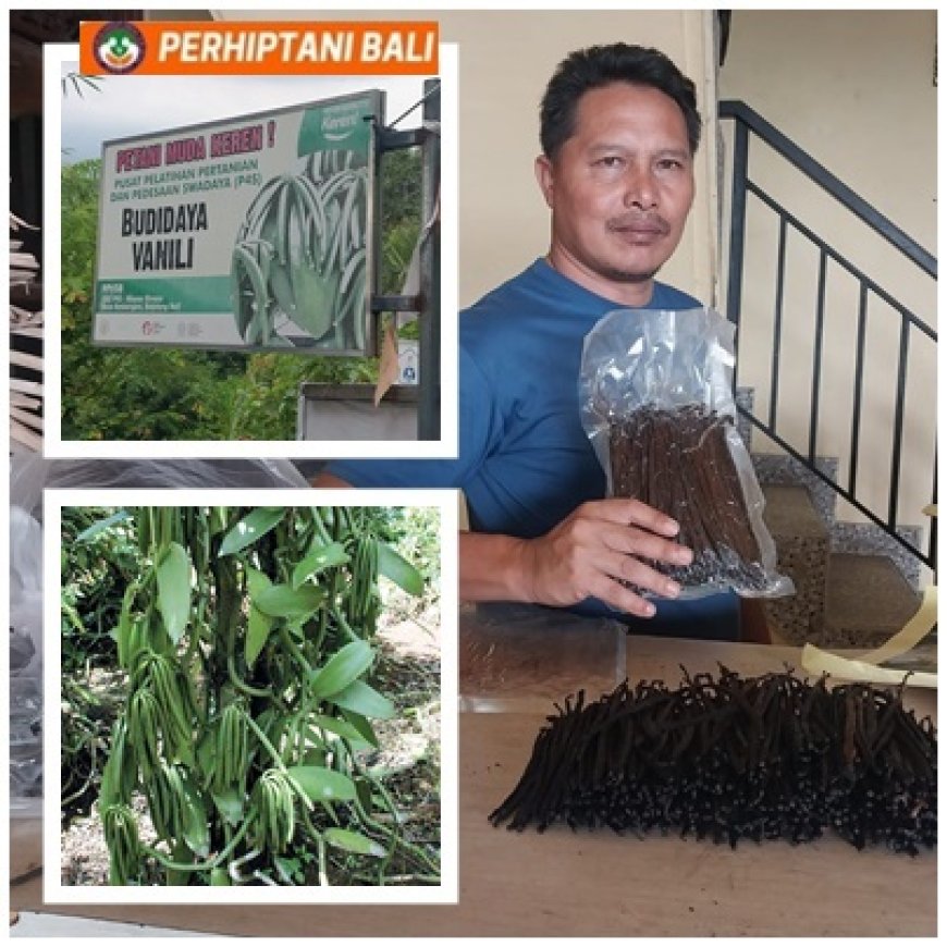 Penyuluh Perkuat P4S, Vanili Ambengan Naik Kelas