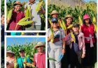 Lahan Bera Disulap Jadi Kebun Jagung, Panen Tembus 16,02 Ton