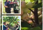 Usai Taklukkan Anggur, Made Budiasa Sulap 280 Pot Jambu Air Jadi Mesin Cuan