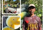 Gede Jaya: Dulu Diremehkan, Kini Semangka Tulamben Jadi Andalan